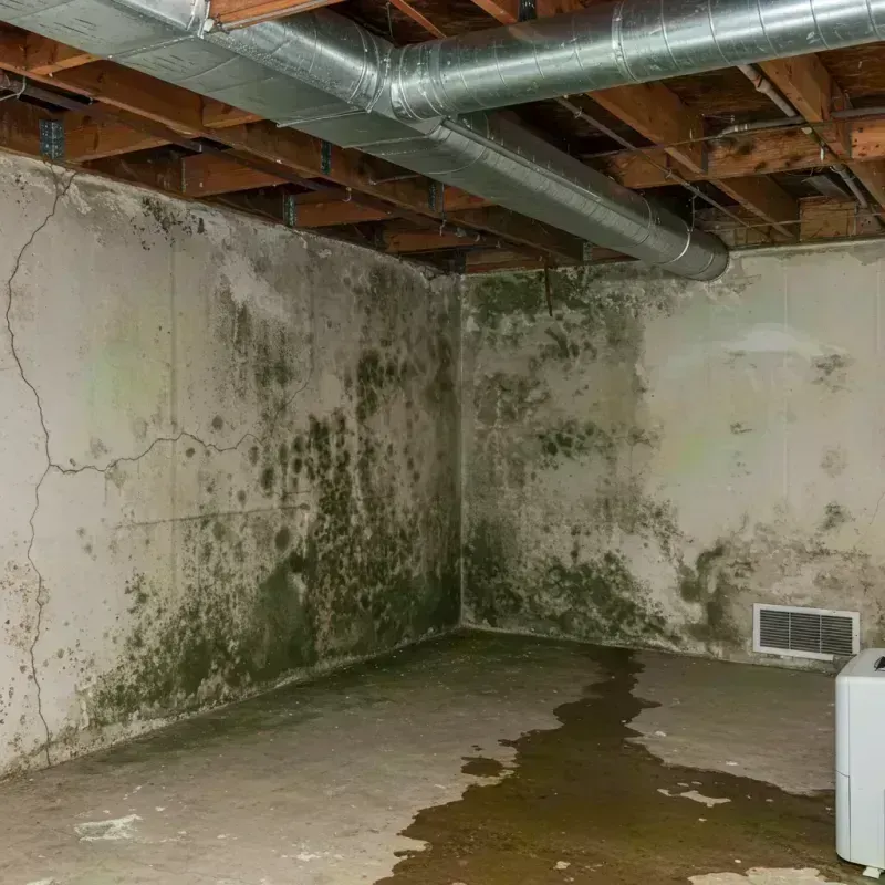 Professional Mold Removal in Sound Beach, NY